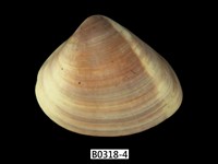 藏品(韓國文蛤)的圖片